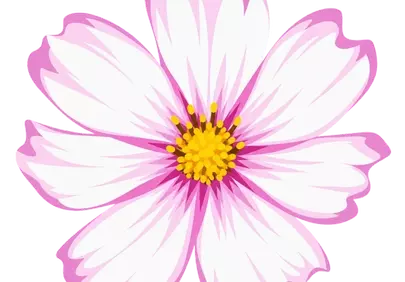 Vibrant Pink Cosmos Bloom: A Summer Garden Delight