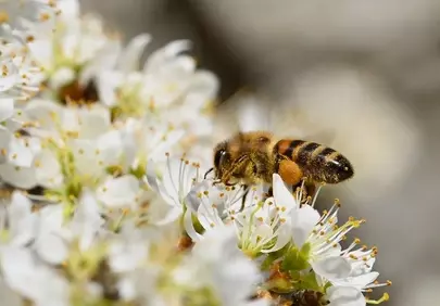 Vibrant Bee Pollinating White Spring Blossoms