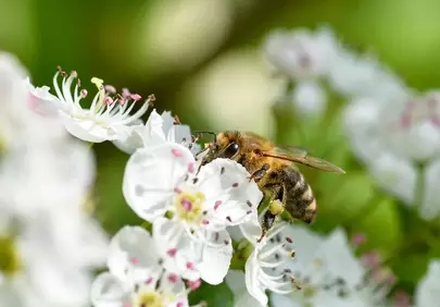 Vibrant Bee Pollinating White Hawthorn Flower in Bright Light