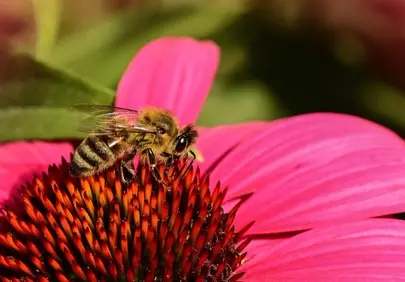 Vibrant Pink Flower with Busy Honeybee in Summer Sunlight