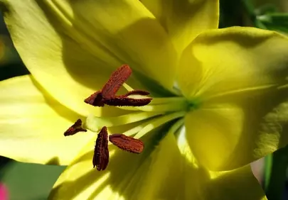 Vibrant Yellow Daylily Bloom: A Close-Up of Nature's Art