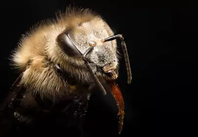Stunning Macro: Intricate Detail of a Furry Honeybee's Face