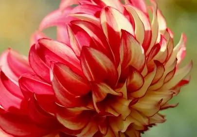 Vibrant Bicolor Dahlia: A Symphony of Red and Yellow Petals