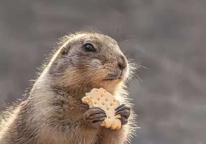 Adorable Prairie Dog Enjoying a Biscuit in Nature's Glow