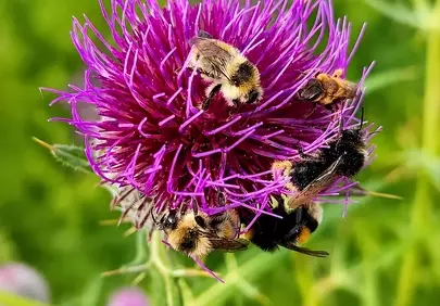 Vibrant Thistle Blooms Teem with Buzzing Bumblebees
