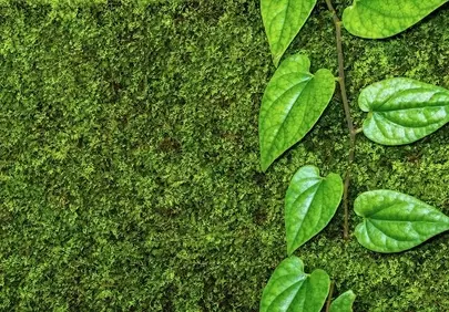 Vibrant Green Moss & Lush Vine: Nature's Refreshing Tapestry