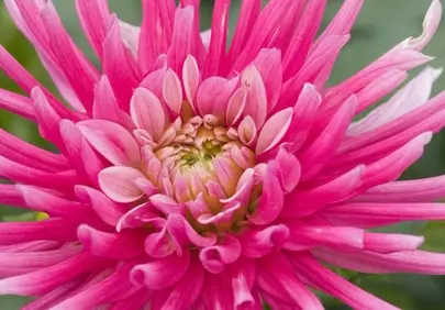 Vibrant Pink Dahlia Bloom: Nature's Petal Perfection