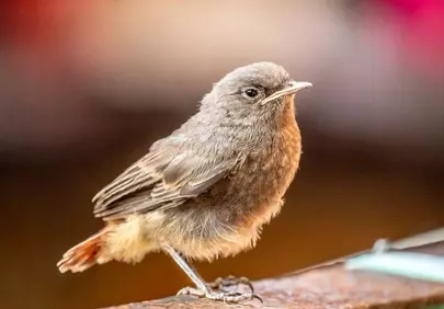 Charming Rusty-Tailed Bird Perched in Nature's Embrace