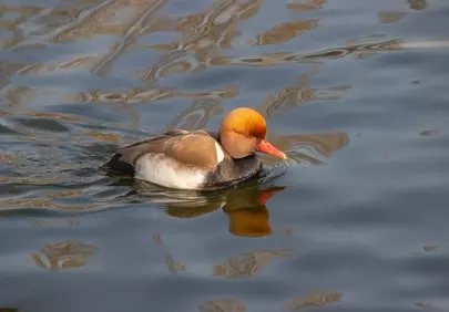Vibrant Red-Crested Pochard Gliding on Calm Water