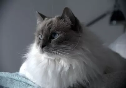 Enchanting Blue-Eyed Ragdoll: Serene Feline Grace