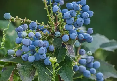 Vibrant Blue Mahonia Berries: Nature's Summer Jewel