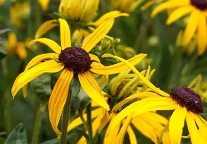 Vibrant Rudbeckia: Golden Cones in Nature's Embrace