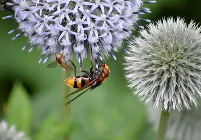 Vibrant Hoverflies on Thistle: Nature's Intricate Dance