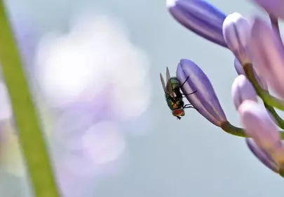 Vivid Macro: Fly Rests on Agapanthus Bud in Dreamy Bokeh