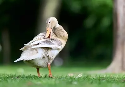 Graceful Runner Duck Preening in Summer Meadow