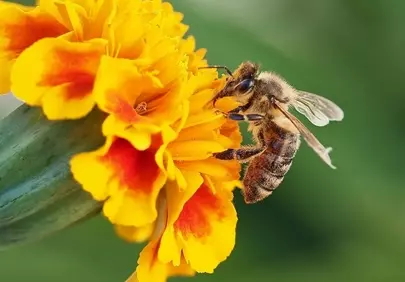 Vibrant Macro: Busy Bee Pollinating Golden Marigold