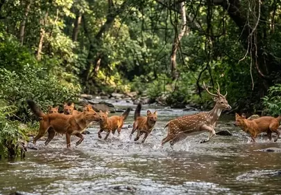 Thrilling Pursuit: Asiatic Wild Dogs Chase Deer in Jungle River