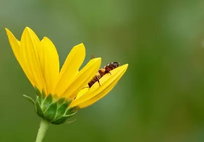 Vibrant Pollination: Bee on a Summer Yellow Flower