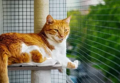 Cozy Ginger Cat Enjoys Secure Balcony View