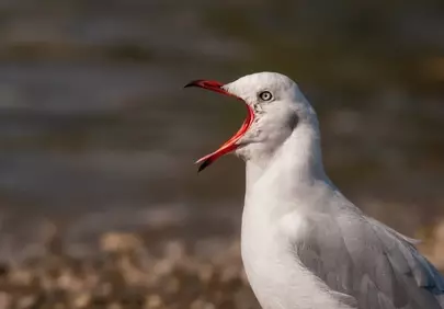 Captivating Squawk: A Seagull's Loud Call on the Beach