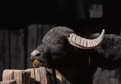 Majestic Black Buffalo: A Portrait of Serene Wildlife