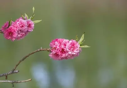 Vibrant Spring Blooms: Delicate Peach Flowers in Full Glory