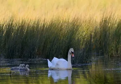 Serene Sunset: Swan Family's Peaceful Lake Reflection