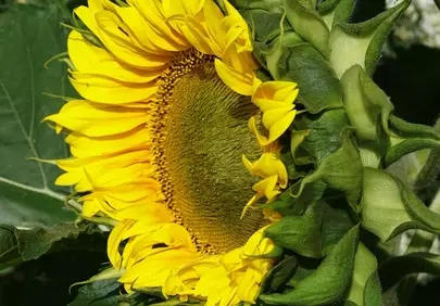 Radiant Bloom: Vibrant Sunflower HD Wallpaper