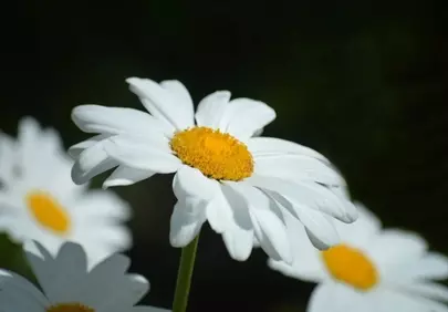 Stunning Daisy Macro: White Petals, Golden Heart, Dark Canvas