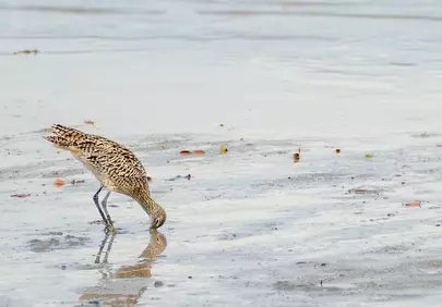 Curlew's Coastal Quest: Foraging in the Intertidal Zone