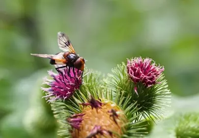 Vibrant Hoverfly on Thistle: Nature's Macro Beauty