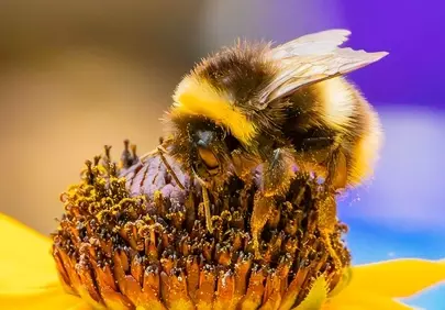 Vibrant Bloom: Bumblebee's Nectar Journey