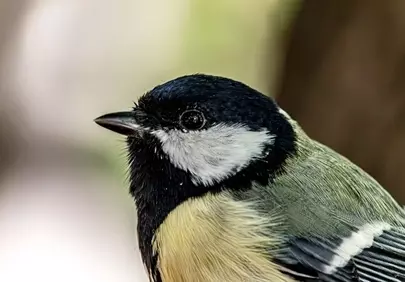 Stunning Macro Shot of a Great Tit's Intricate Feathers