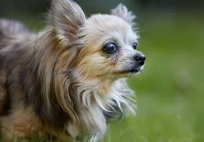 Charming Senior Chihuahua: A Loyal Companion in Nature's Embrace