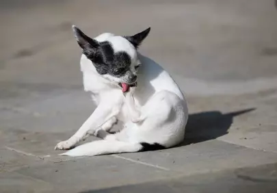 Adorable Chihuahua Enjoying Sun-Drenched Self-Care Outdoors