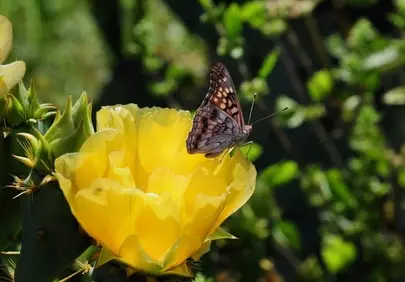 Vibrant Cactus Bloom: Butterfly's Pollination Dance