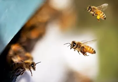 Buzzing Life: Worker Bees Fly to Their Beehive