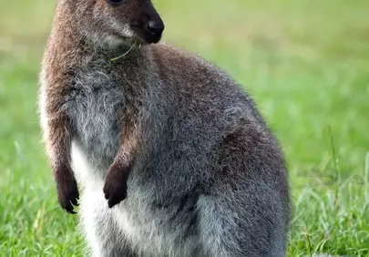 Charming Baby Wallaby: A Gentle Glimpse of Australian Wildlife