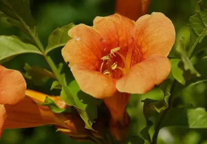 Vibrant Orange Trumpet Creeper: A Bell of Summer Beauty