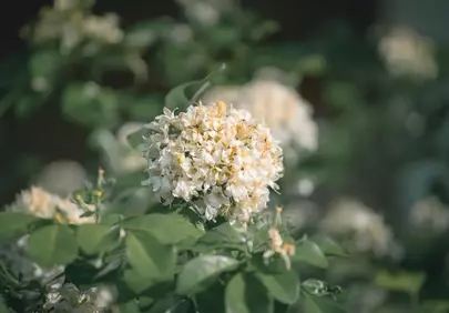 Stunning White Blooms: Fresh Garden Beauty