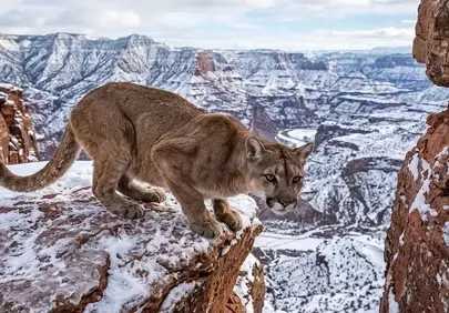 Majestic Mountain Lion Prowling Snowy Canyon Peaks