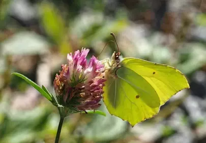 Vibrant Brimstone Butterfly on Pink Clover in Sunny Nature