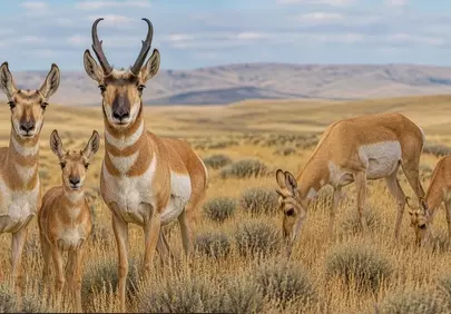 Majestic Pronghorn Family Roaming the Grand Teton Prairie