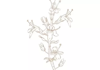 Elegant Hand-Drawn Botanical Flower Line Art