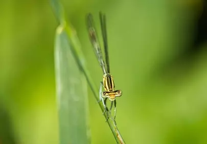 Stunning Dragonfly Macro: Nature's Delicate Beauty Up Close