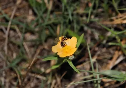 Vibrant Spring Macro: Bees on Golden Flower