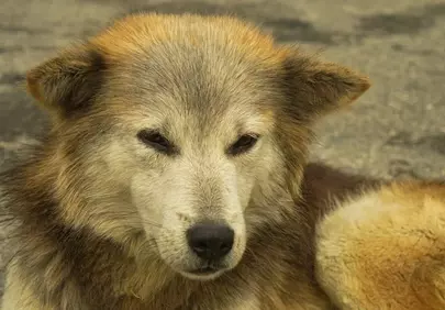 Serene Fluffy Dog Rests Peacefully on Pavement