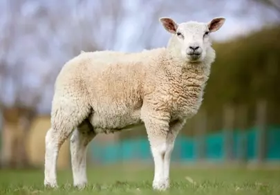 Charming Portrait: Fluffy White Lamb in Green Pasture