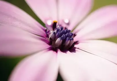 Stunning Pink Blossom: A Macro Symphony of Nature's Art