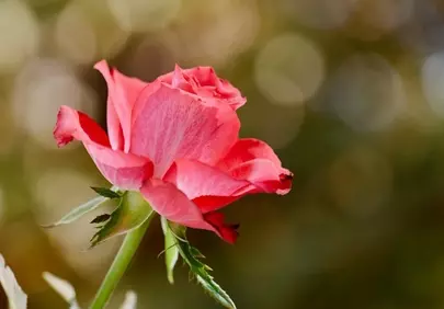 Vibrant Pink Rose: Nature's Graceful Bloom in Close-up